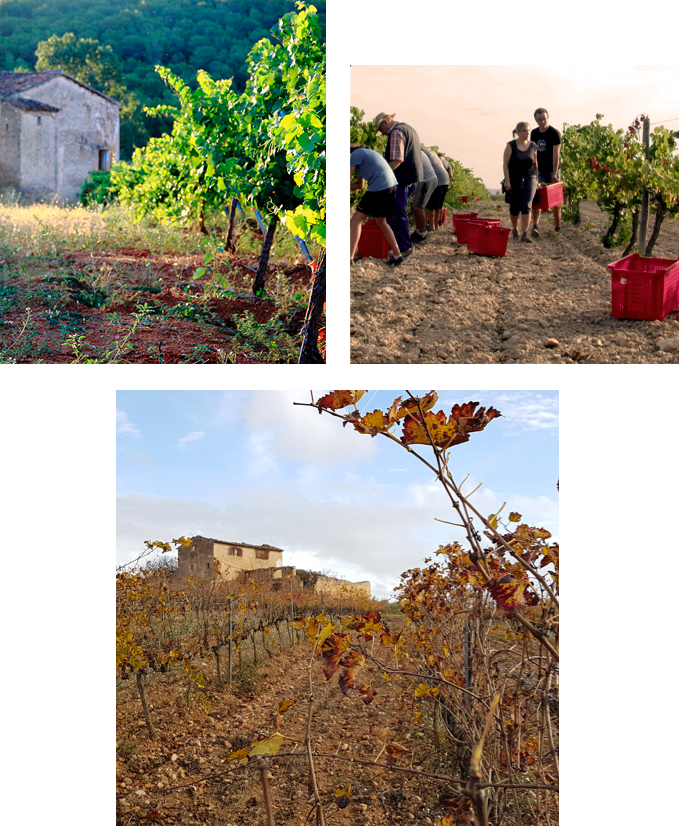 Collage de fotos viñas y cosechada de uva